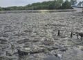 Rukavac Dunava: Ekolozi upozoravaju na potrebu za fabrikom za preradu vode zbog zagađenja otpada