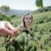 Virus utiče na prognoze o rodu maline: Povećanje prinosa u opasnosti zbog prisustva patogena