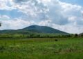 Zašto je Vojvodina izgubila status ‘žitnice Evrope’?