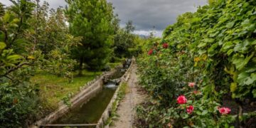 Uloga ruža u vinogradima: Zašto su ovo neizostavni pratioci vinove loze?