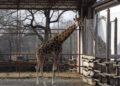 Subotica kao destinacija porodičnog turizma: Zoo vrt Palić dobio „Family Welcome“ sertifikat