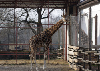 Subotica kao destinacija porodičnog turizma: Zoo vrt Palić dobio „Family Welcome“ sertifikat