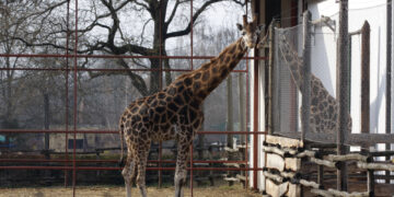 Subotica kao destinacija porodičnog turizma: Zoo vrt Palić dobio „Family Welcome“ sertifikat