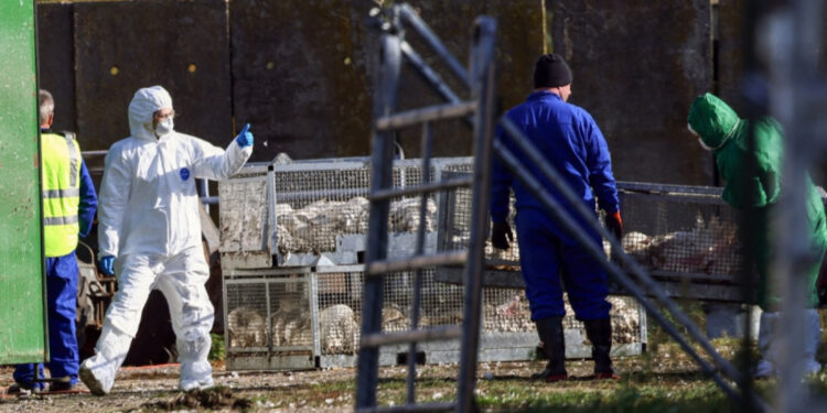 Australija na oprezu: Identifikovan smrtonosni soj ptičjeg gripa H5