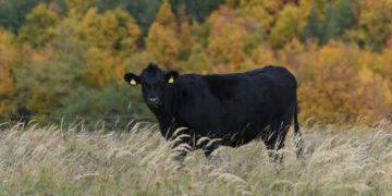 Farmer poginuo u incidentu sa bikom na farmi u Gornjem Tavankutu