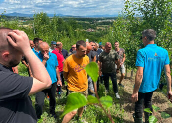 Kako letnja rezidba može poboljšati prinos voćnjaka: Saveti za voćare