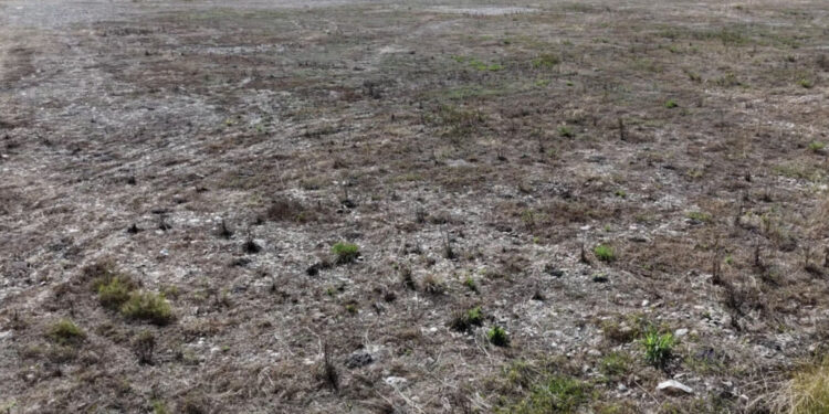 Veliki požar kod Čačka: Zapaljeno više od 30 ari, dim prekrio grad – FOTO/VIDEO