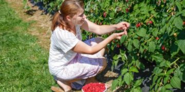 Srpska malina kao najbolja na svetu: izazovi smanjenja broja proizvođača