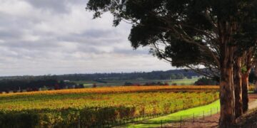 Uticaj drveća oko vinograda na aromu i kvalitet vina