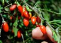 Rast crvenih dijamanata na Fruškoj gori: Međunarodna potražnja i značaj