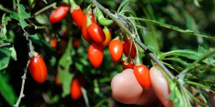 Rast crvenih dijamanata na Fruškoj gori: Međunarodna potražnja i značaj