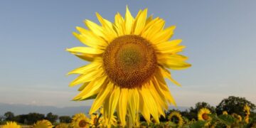 Optimalne kulture za povećanje prinosa i zarade u poljoprivredi