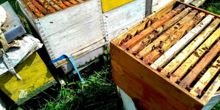 Paraćinski pčelari vrcaju prvi med nakon teških godina: Radost u košnicama