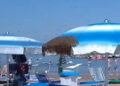 Rimini: Pčele zaposlele plažu, uzrok i mogući uticaji na turizam