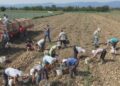 Zavisnost Srbije od uvoza krompira: Očekivani izazovi u proizvodnji i snabdevanju