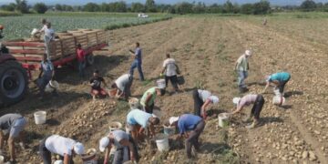 Zavisnost Srbije od uvoza krompira: Očekivani izazovi u proizvodnji i snabdevanju