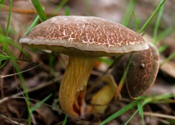 Cena kilograma ove pečurke prevazilazi cenu mesa
