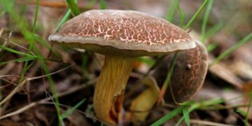 Cena kilograma ove pečurke prevazilazi cenu mesa