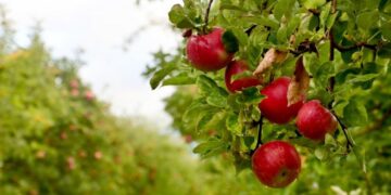 Prednosti i nedostaci ponovne sadnje voćaka na istom mestу