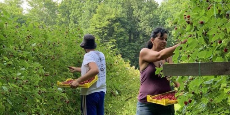 Berba malina počela u vodećim voćarskim regionima: Problemi s radnom snagom umesto cena