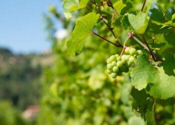 Oplemenjivanje voćaka i vinove loze: Definicija, proces i značaj za poljoprivredu