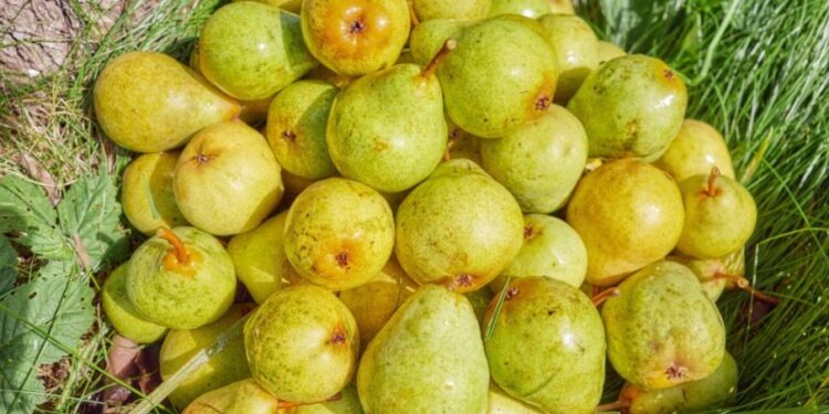 Razlozi opadanja plodova voćaka pre berbe: Analiza i rešenja