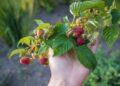 Počinje berba maline uz najavljene inspekcijske provere