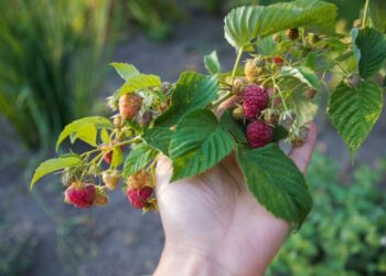 Počinje berba maline uz najavljene inspekcijske provere