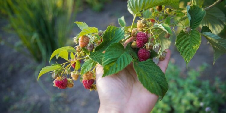 Počinje berba maline uz najavljene inspekcijske provere