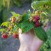 Počinje berba maline uz najavljene inspekcijske provere