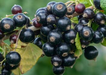 Sveobuhvatan vodič o crnoj ribizli: karakteristike, poreklo, stanište, uzgoj i primena