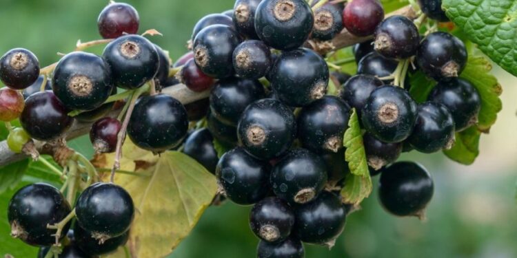 Sveobuhvatan vodič o crnoj ribizli: karakteristike, poreklo, stanište, uzgoj i primena