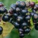 Sveobuhvatan vodič o crnoj ribizli: karakteristike, poreklo, stanište, uzgoj i primena