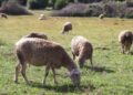 Poljoprivreda suočena s izazovima: Opadanje broja sela, gazdinstava i stočnog fonda