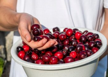 Veća podrška proizvođačima višanja i stroži nadzor otkupa od strane Ministarstva poljoprivrede