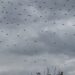 Dron šou najavljen za sutra ispred skupštine u organizaciji Srbija jedna porodica