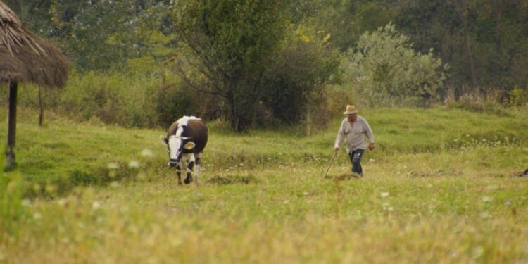 Cene poljoprivrednog zemljišta: gde su najniže, a gde najviše u Srbiji