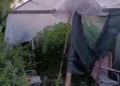 Plantaža marihuane otkrivena kod Nikšića, otac i sin uhvaćeni s oružjem