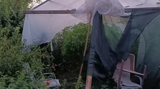 Plantaža marihuane otkrivena kod Nikšića, otac i sin uhvaćeni s oružjem