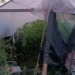 Plantaža marihuane otkrivena kod Nikšića, otac i sin uhvaćeni s oružjem