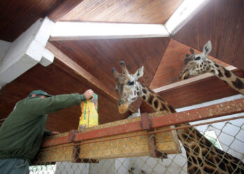 Zoo vrt Palić obeležava 20 godina zaštite povređenih divljih životinja
