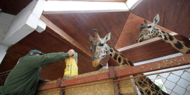 Zoo vrt Palić obeležava 20 godina zaštite povređenih divljih životinja