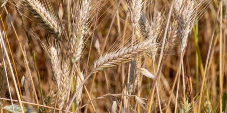 Otkupna cena pšenice razočarala ratare: tri kile žita za jednu kiflu