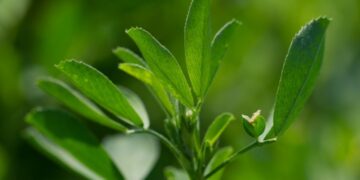 Lucerka i crvena detelina: korisne namirnice za ishranu stoke i više