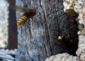 Ose i stršljeni najčešće gnezde na ovih osam lokacija