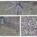 Dron srušio ruski helikopter Mi-28 na teritoriji Rusije