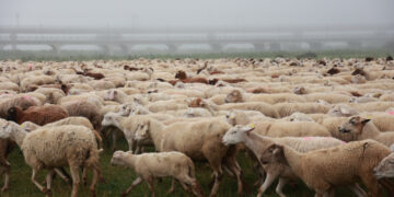 Novopazarska oblast proglašena ugroženom zbog boginja ovaca i koza