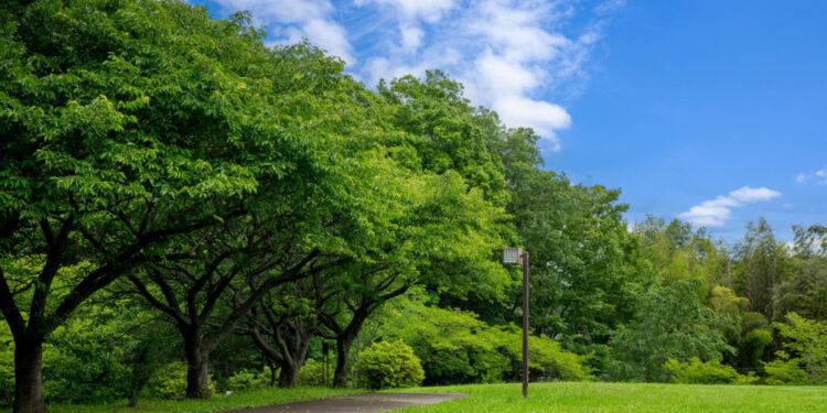 Izgradnja park šume u Nišu na opštini Medijana donosi novu zelenu oazu