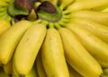 Mini banana: Objašnjenje zašto nisu nedozrele ni prerano ubrane