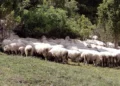 Stravična pošast odnela oko 10.000 ovaca, potvrđeno 64 žarišta zaraze